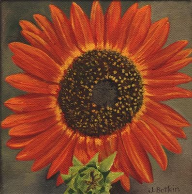 1519 Orange sunflower