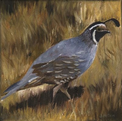 1622 Calif quail #2
