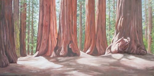 Sunny Sequoias