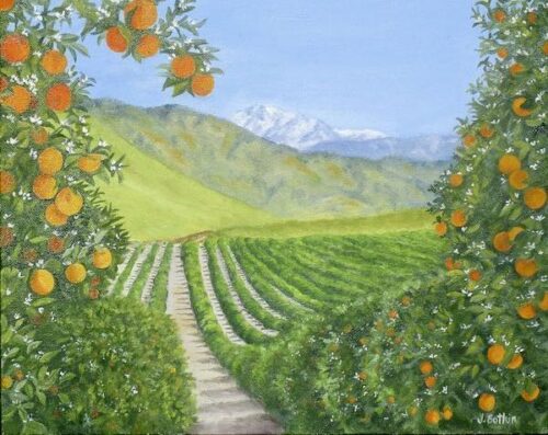 Lemon Cove Oranges