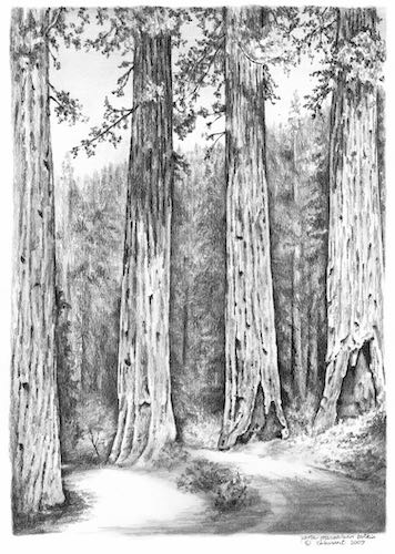 Redwood — Patrik Svensson