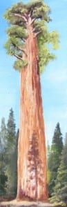 6x18 oil painting of sequoia tree