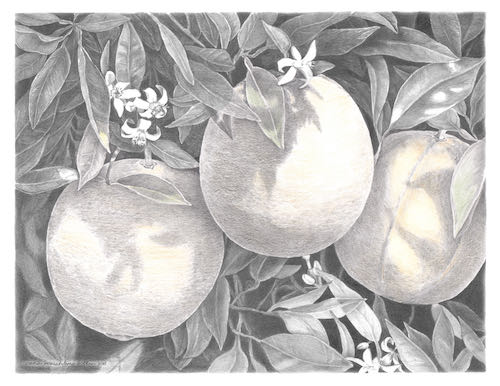 Blooming Oranges