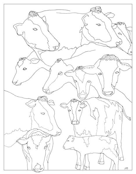 cows