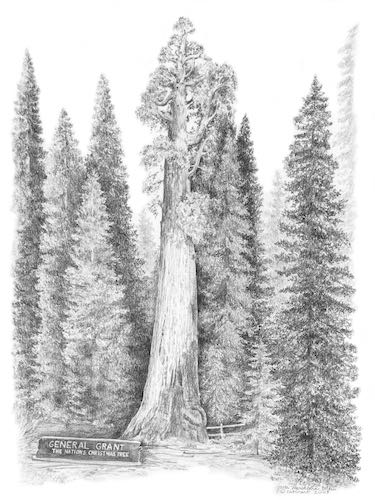 General Grant Tree