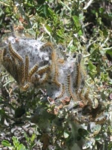 caterpillars wiggling in a web photograph by Jana Botkin