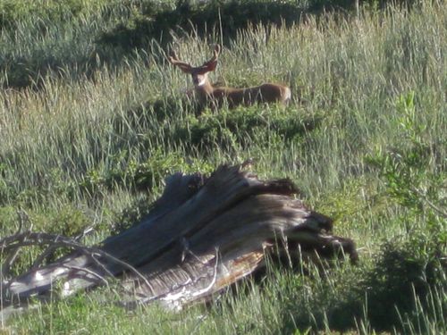 photograph of buck in Mineral King by Jana Botkin