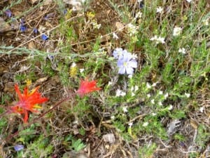 wildflowers on Empire, Mineral King, photo by Jana Botkin
