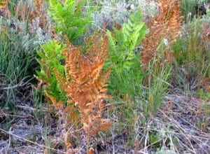 photograph of a fern burned by frost by Jana Botkin