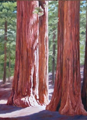 Sunny Sequoias XXV