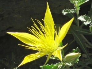 blazing star wildflower