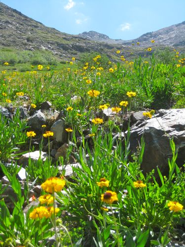 Wildflowers of Mineral King