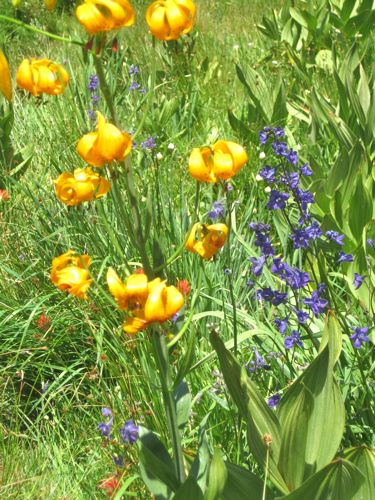 Leopard lilies