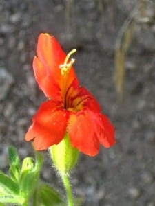 scarlet monkey flower photo by jana Botkin