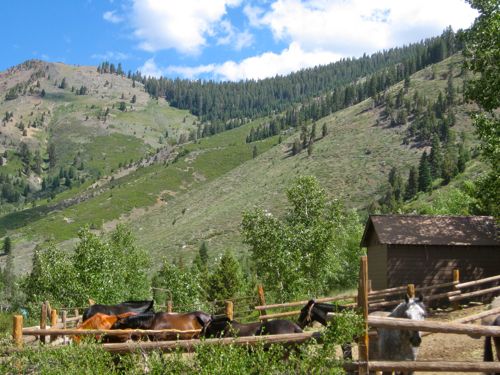 horses and mules below Timber Gap photo by Jana Botkin