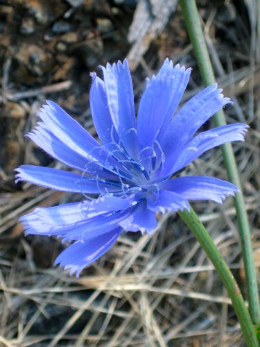 blue wildflower, now known to be Chicory