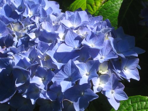 blue hydrangea