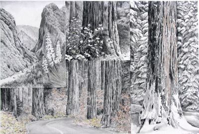 Sequoia 4 seasons