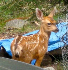 Fawn photo by Jana Botkin