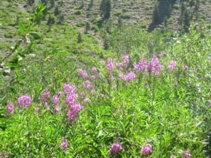 fireweed photo by Jana Botkin