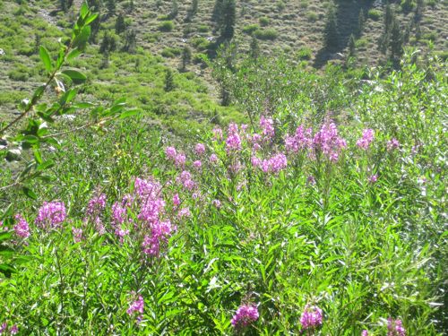 fireweed photo by Jana Botkin