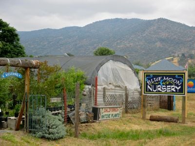 blue moon nursery