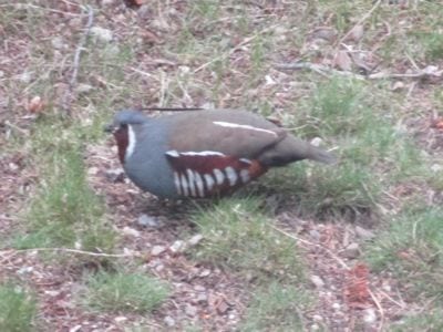 Mountain Quail