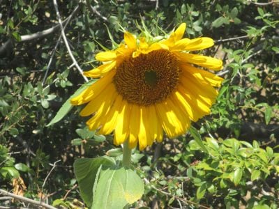 sunflower photo