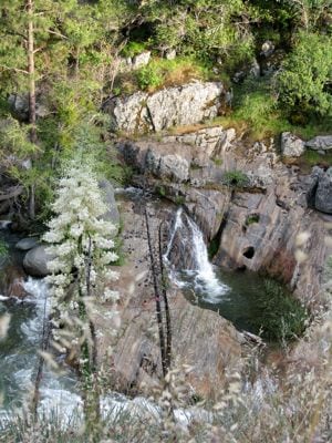 Yucca and middle fork