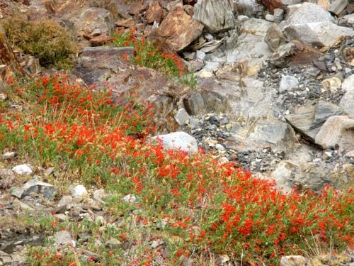 Final flash of color - look at this patch of penstemmon!