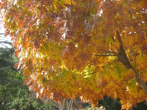 Let's all go outside and marvel at the colors in the leaves.