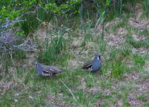 Mountain quail in Mineral King