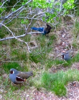 stellar jay and mt. quail