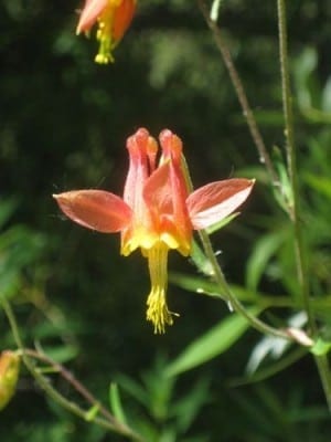 Crimson Columbine