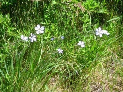 wild blue flax