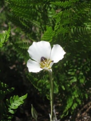 Mariposa Lily