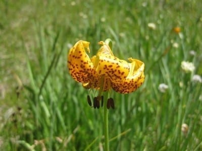 Leopard Lily