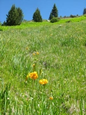 Leopard Lilies in Mineral King