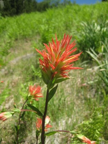 Indian Paintbrush