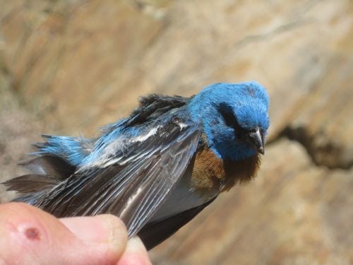 dead lazuli bunting