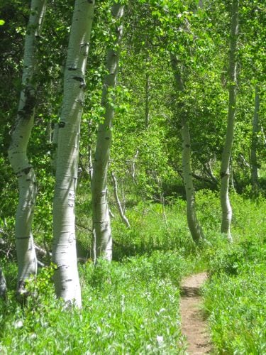 Mineral King aspens