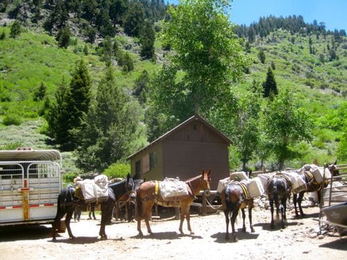 mule string in MIneral King