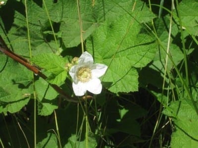 Thimbleberry bloom