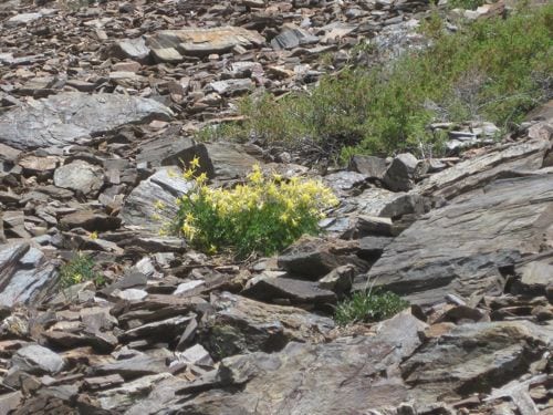 Sierra Columbine