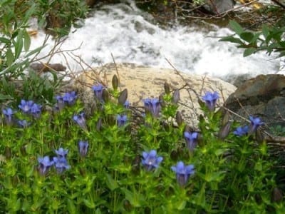 Explorer's Gentian