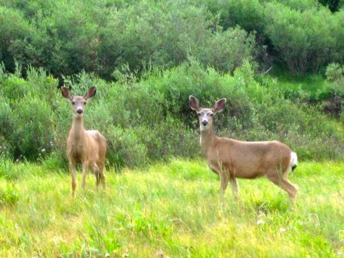 Mineral King Deer