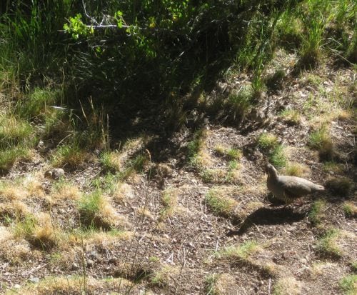 Mountain Quail