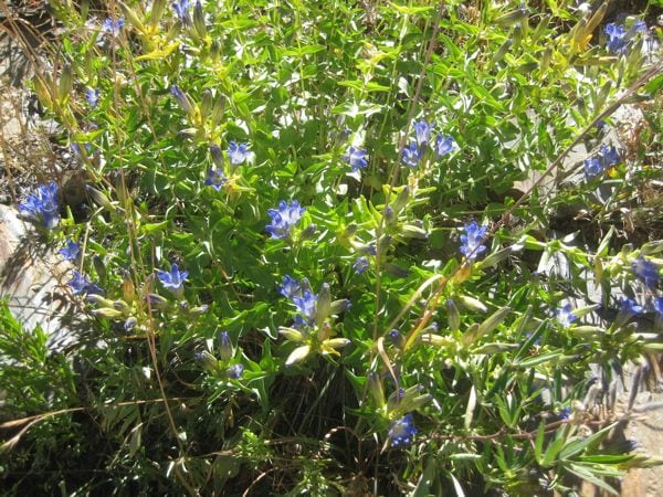 Explorer's Gentian