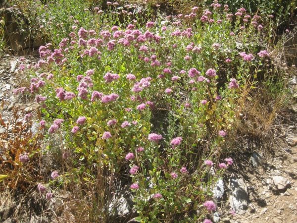 Western Eupatorium