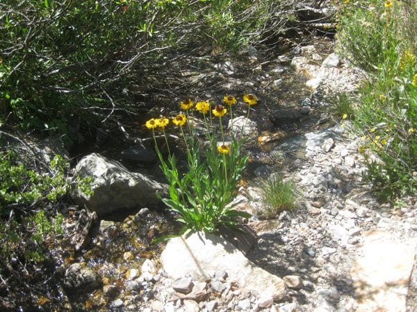 Bigelow's Sneezeweed